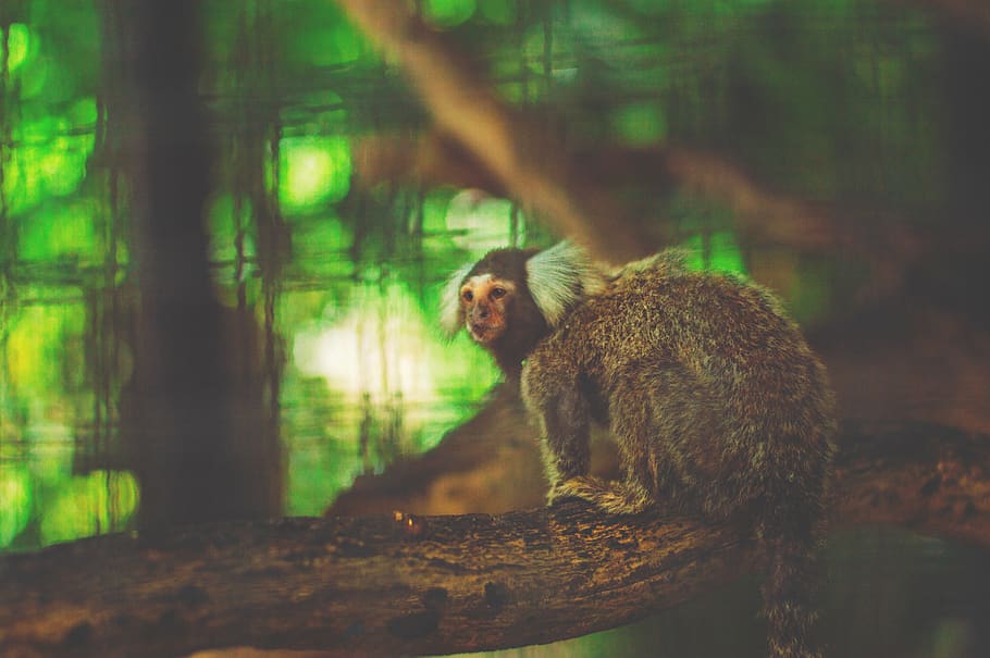 사파리 월드 일일투어