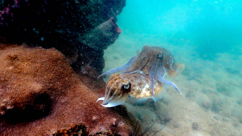 파타야 스쿠버 다이빙 일일투어