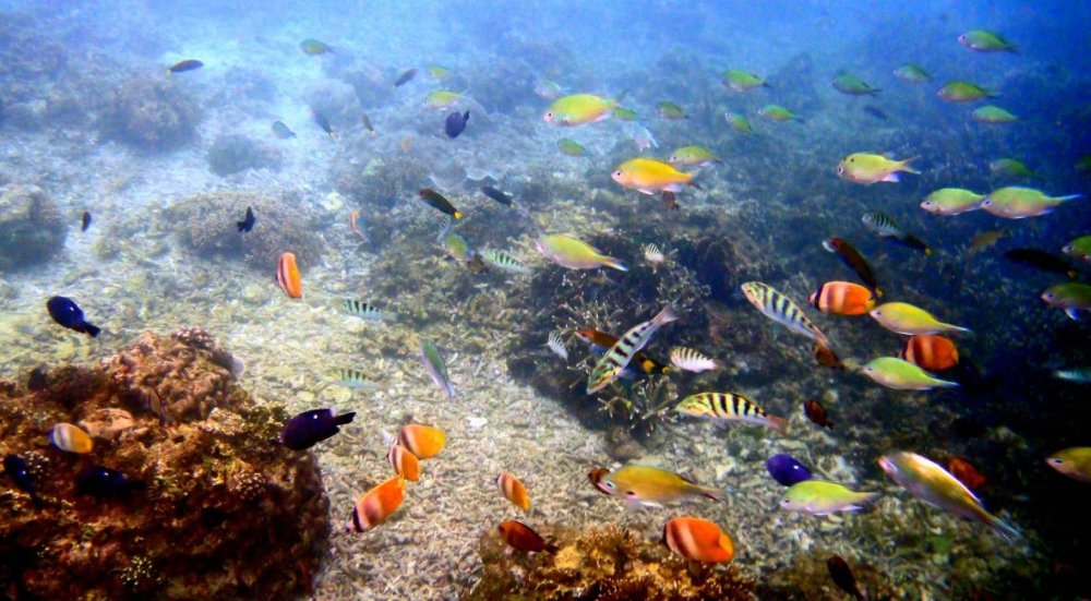 니모섬 스노클링 반일투어