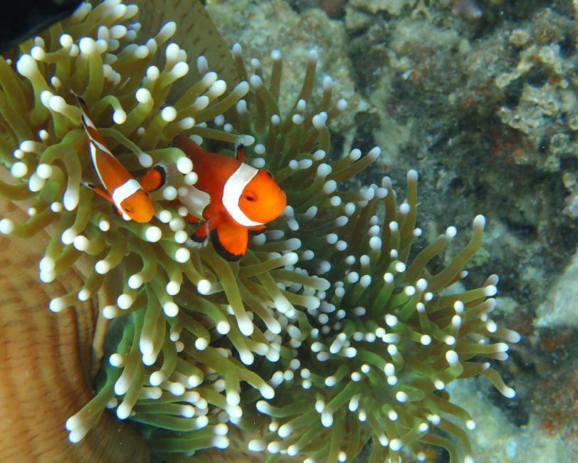 니모섬 스노클링 반일투어