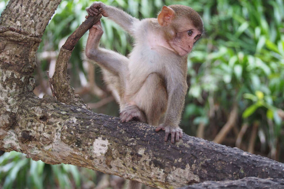 나트랑 원숭이섬 & 화란섬 투어