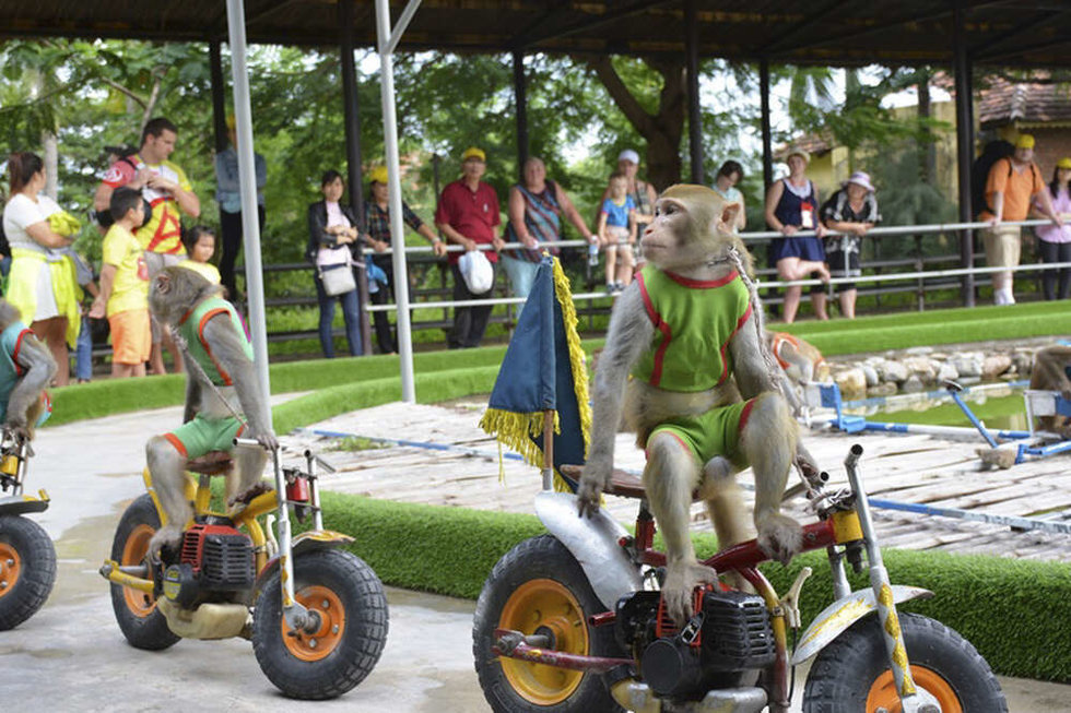 나트랑 원숭이섬 & 화란섬 투어