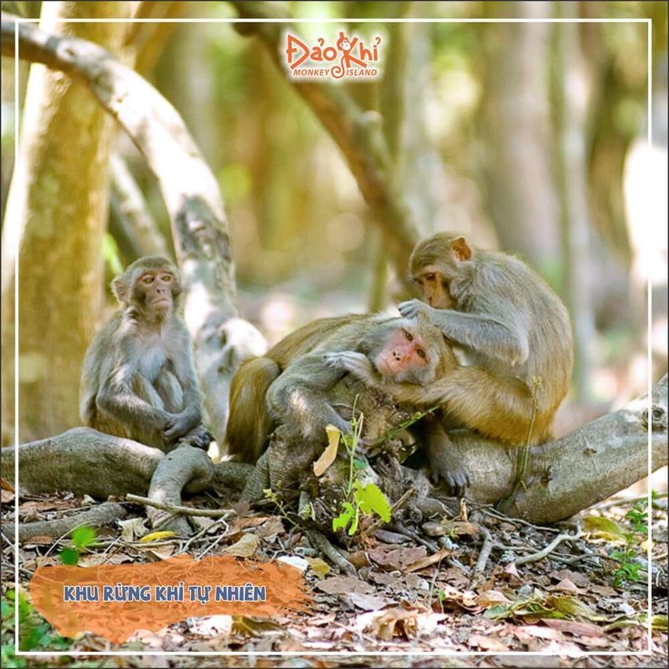 나트랑 원숭이섬 & 화란섬 투어