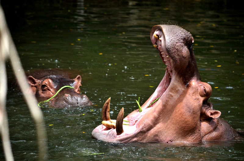 카오키여우 동물원 반일투어