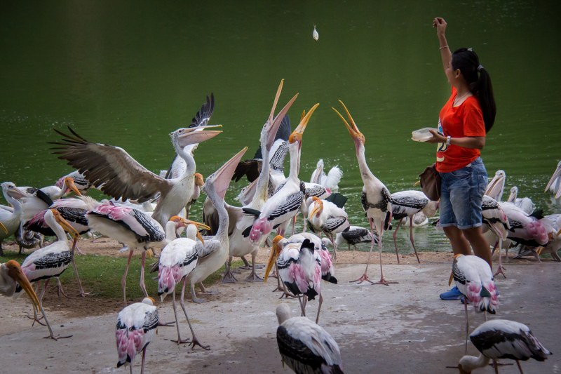 코캄섬 스노클링+카오키여우 동물원 일일투어